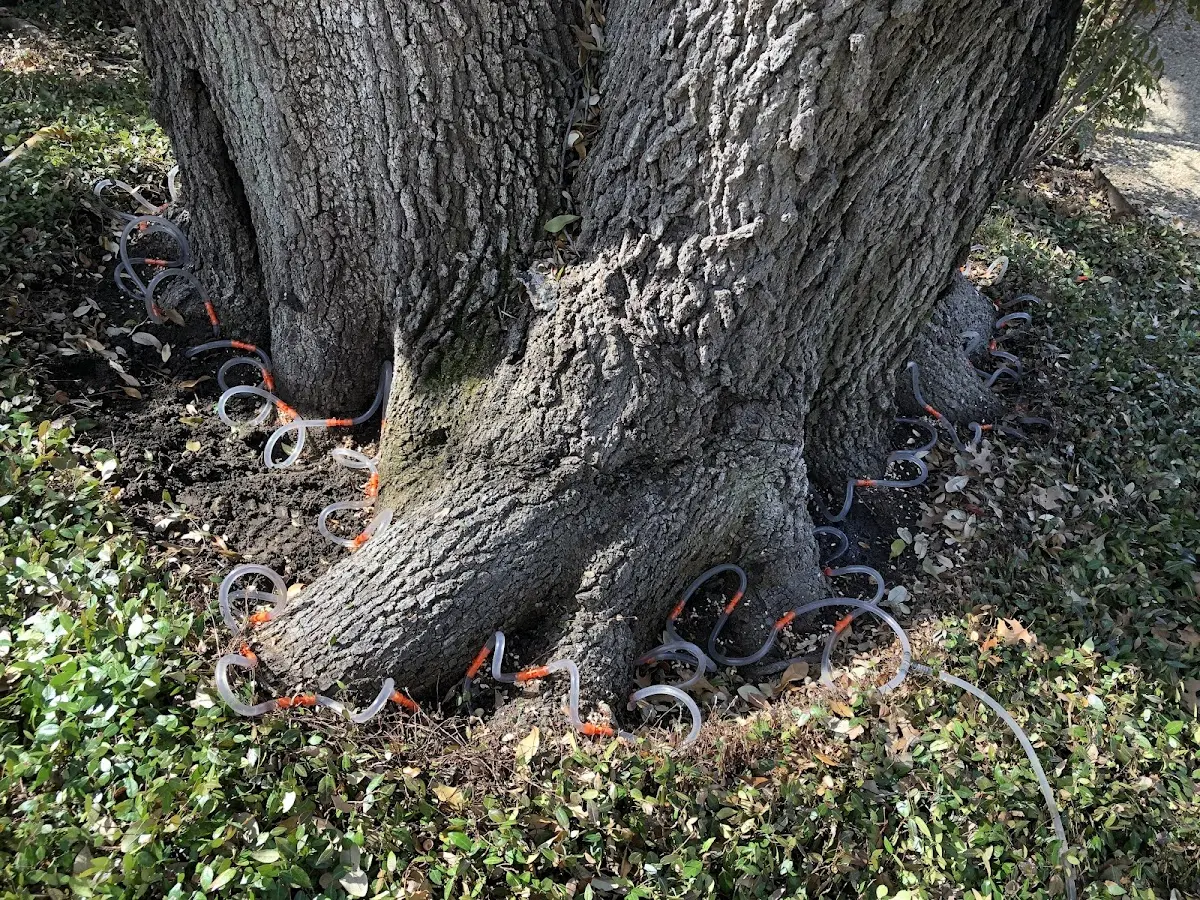 Detailed Tree Cabling and Bracing job site in Wetmore