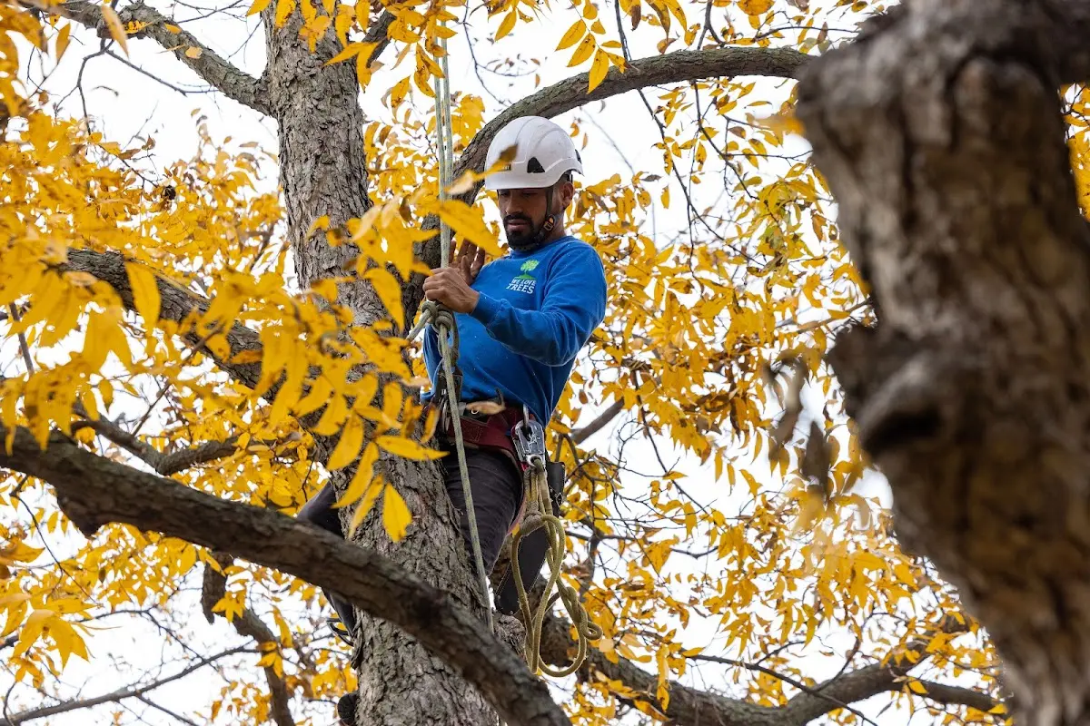 Skilled Tree Transplanting crew working in Wetmore
