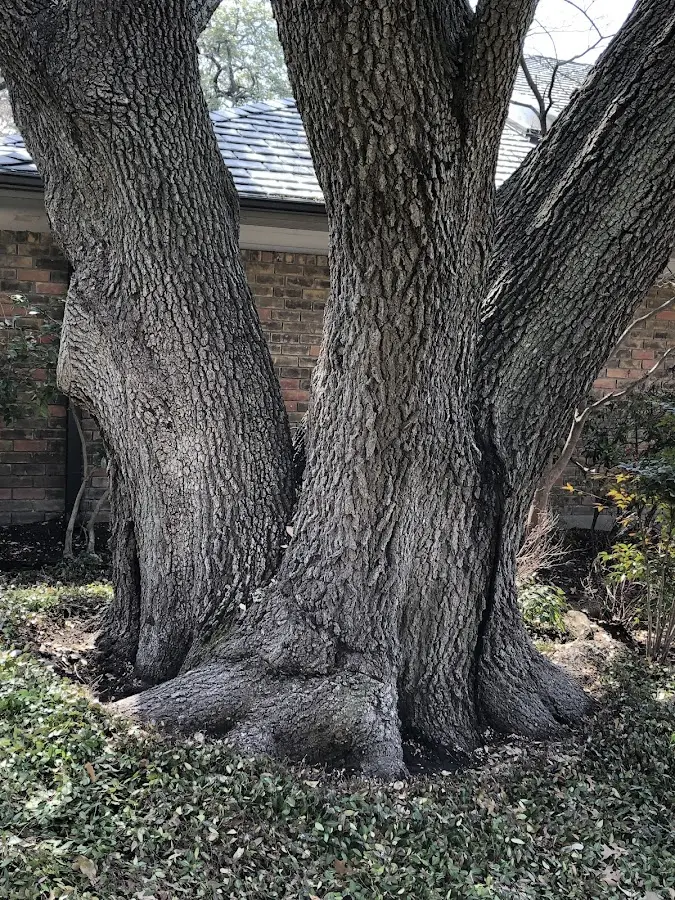 Mature heritage tree close to a Wetmore property cared for by certified arborists